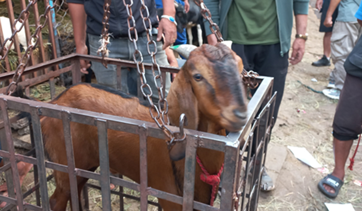 हरियो सिङ भएका खसीबोका खरिद गर्न सुझाव