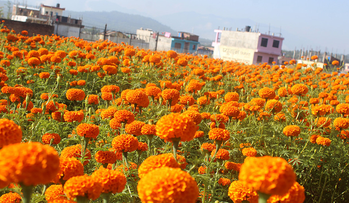 चितवनमा सयपत्री फूलखेती गर्ने घटे