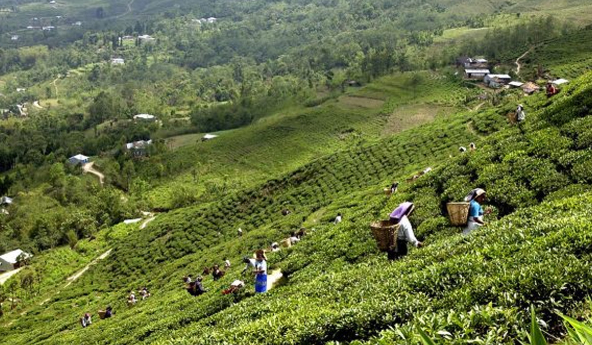 झापाबाट एघार करोडको चिया निर्यात