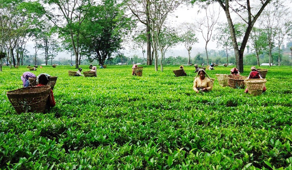 दुई अर्ब ९५ करोड बराबरको चिया निर्यात