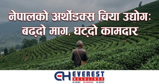 नेपालको अर्थोडक्स चिया उद्योग: बढ्दो माग, घट्दो कामदार